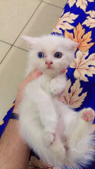 one month persion kitten odd eyes for sale