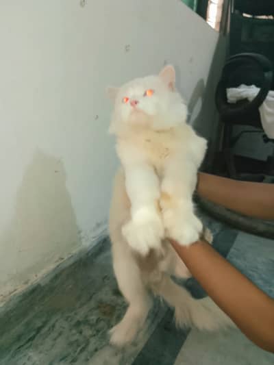 Persian male long hair white blue eyes