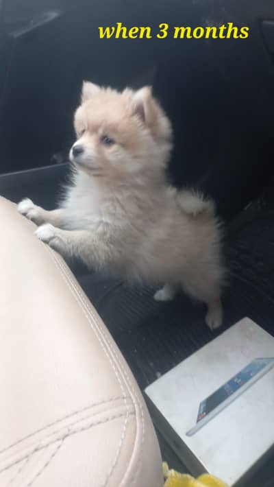 Pomeranian ( German Spitz )