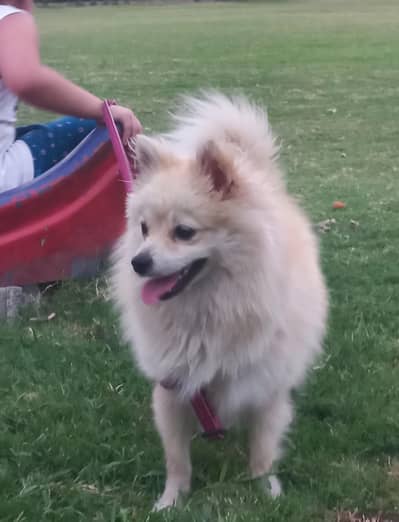 Pomeranian ( German Spitz )