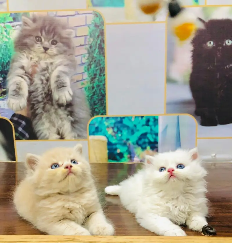 cash on delivery Persian Cats & Kittens Available — Healthy & Playful