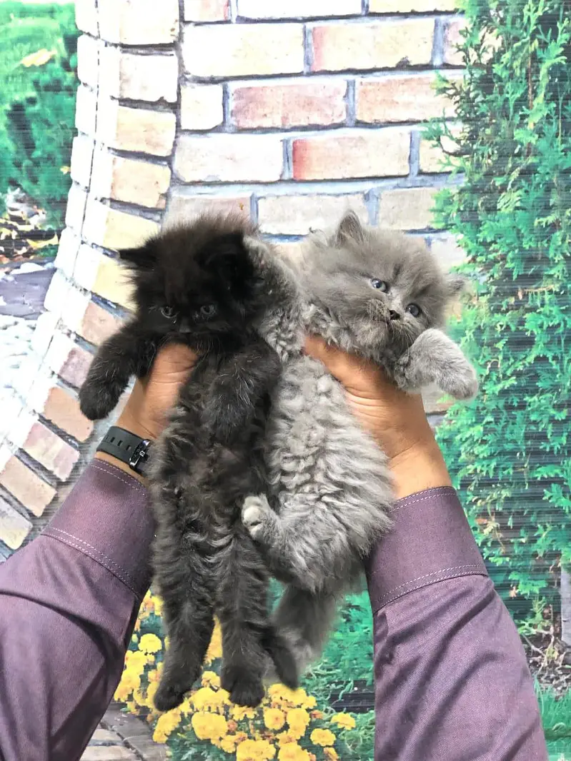cash on delivery Persian Cats & Kittens Available — Healthy & Playful