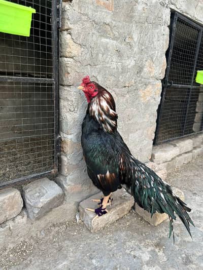 Aseel Mushka Lasani pair | Aseel hen | male | Female | For sale