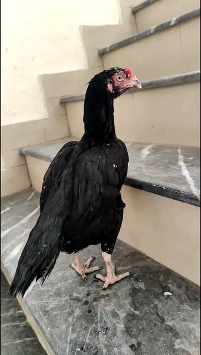 Aseel Mushka Lasani  | Aseel hen | male | Female | For sale