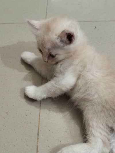 we are selling kittens