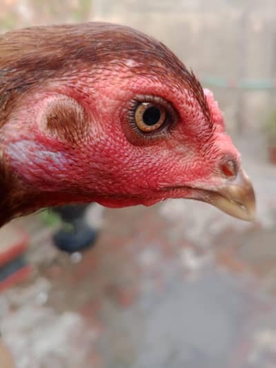 BURMI POKOY FEMALE -SERIOUS BUYERS CONTACT (03224492928