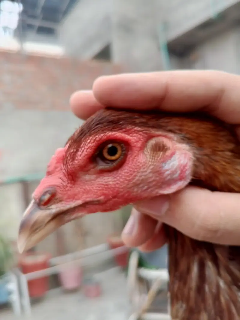 BURMI POKOY FEMALE -SERIOUS BUYERS CONTACT (03224492928 — photo 2