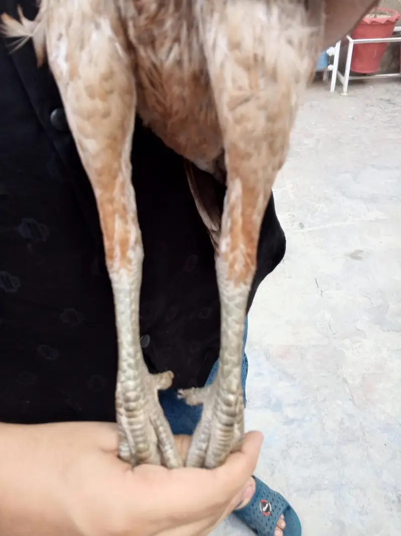 BURMI POKOY FEMALE -SERIOUS BUYERS CONTACT (03224492928 — photo 4