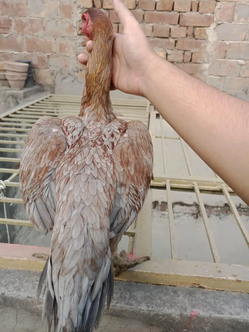 BURMI POKOY FEMALE -SERIOUS BUYERS CONTACT (03224492928 — photo 9