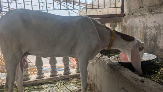 pure rajanpuri bakri hn