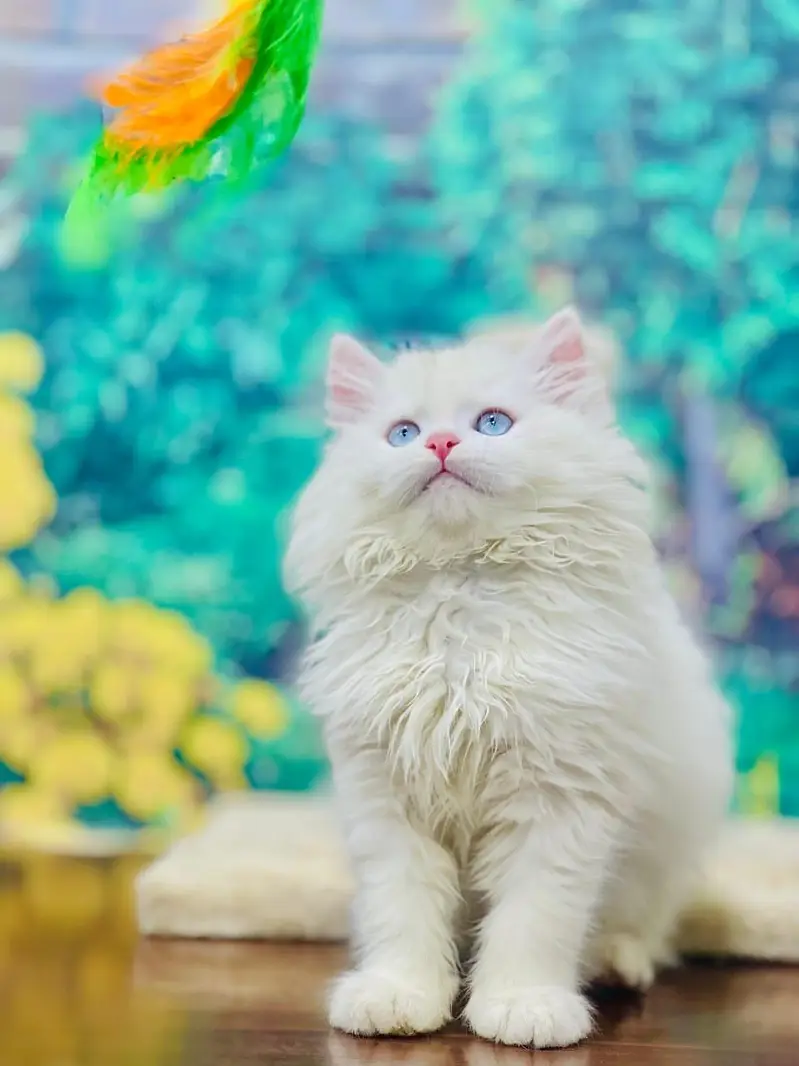 Persian Punch face triple coat cat Kitten — photo 4
