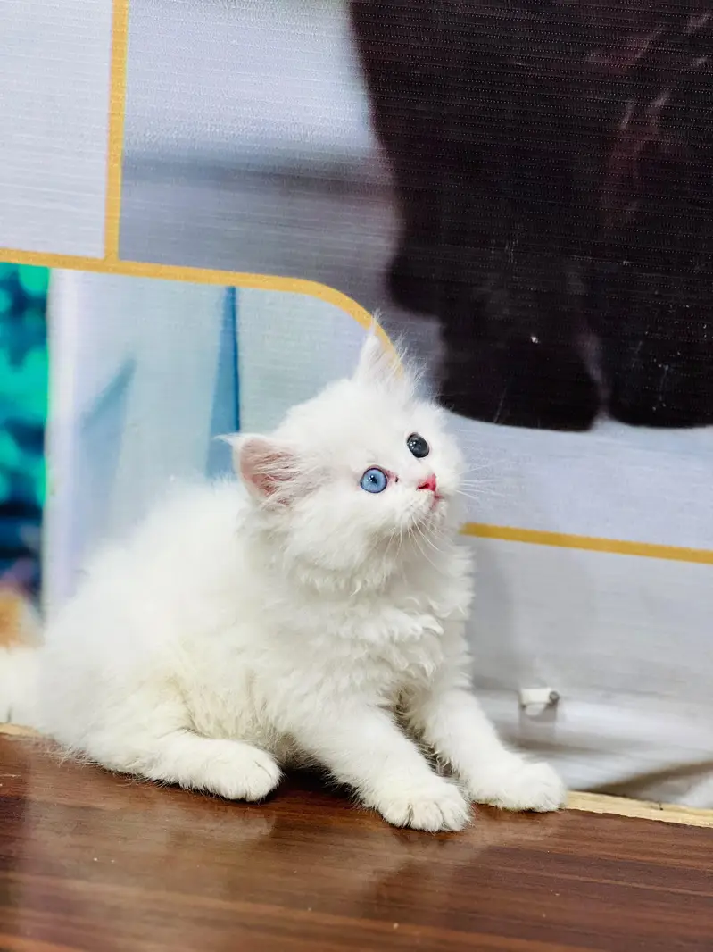 Persian Punch face triple coat cat Kitten — photo 5