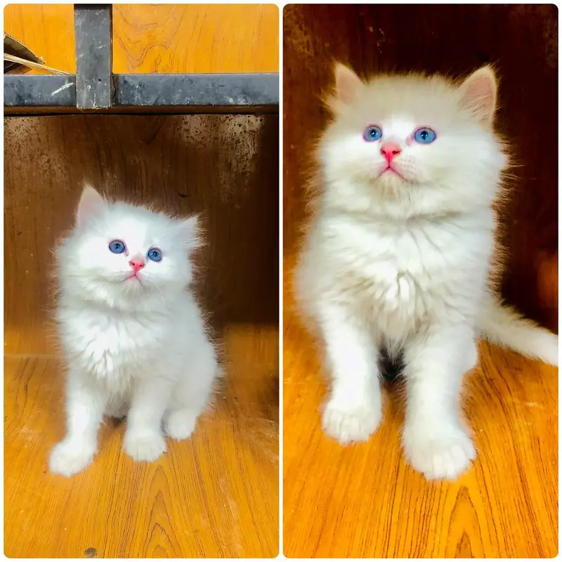 Persian Punch face triple coat cat Kitten — photo 7