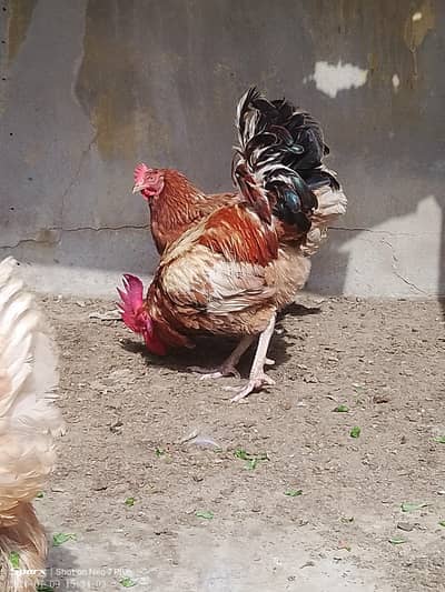 1 Male & 2 Female lohaman brown hens