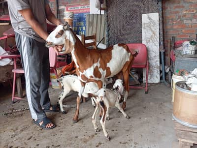 Bakri sat 2 male bachy or 3 bakry bi available hn