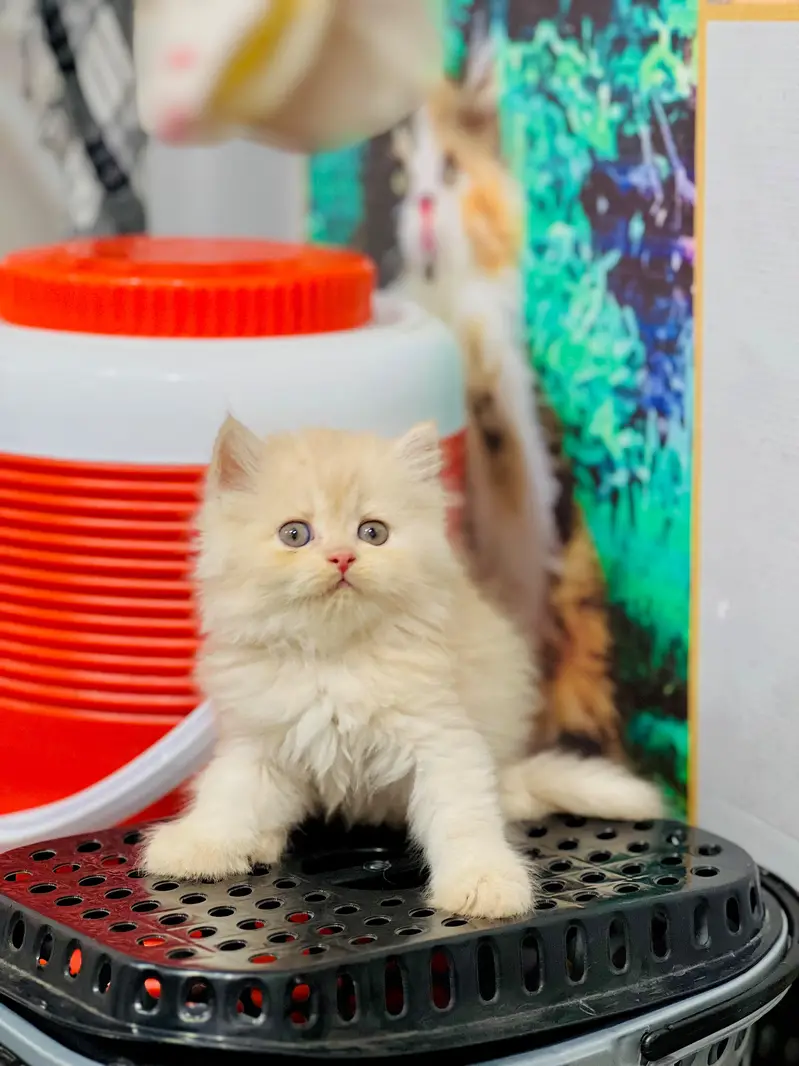 cash on delivery Persian Cats & Kittens Available — Healthy & Playful — photo 2