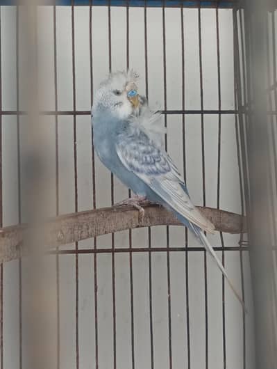 Australian budgies