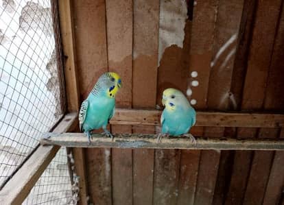 1 pair Australian Parrots With Cage Not Include Matki