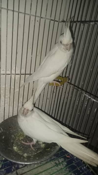 Cocktail pair and Conure parrot