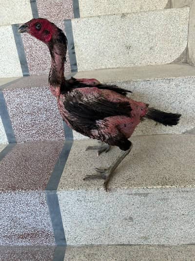 dragon fancy hen