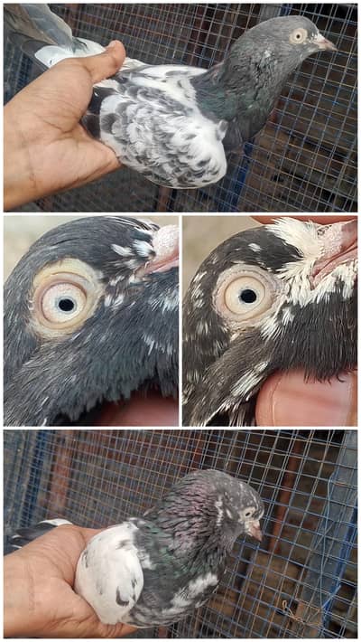 high flyer pigeon
