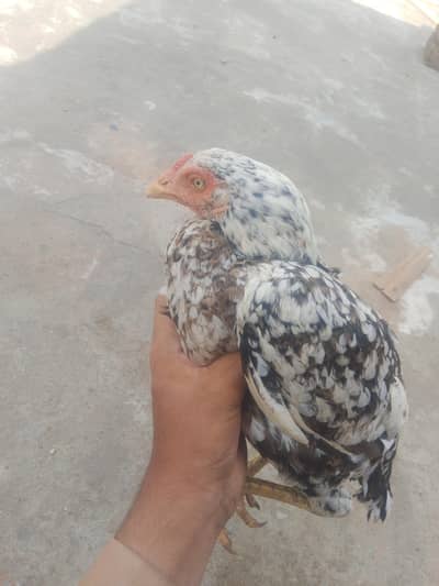 aseel murgi for sale