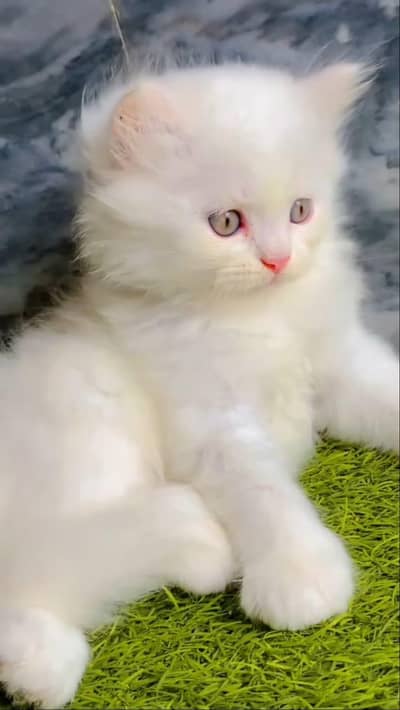 baby cat for sale