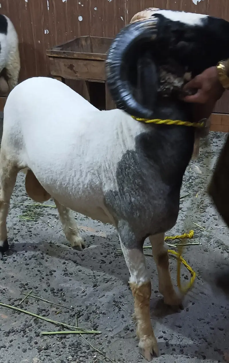 Sheeps | bakry | ablak chatry | goats | heavy weight sheeps — photo 3