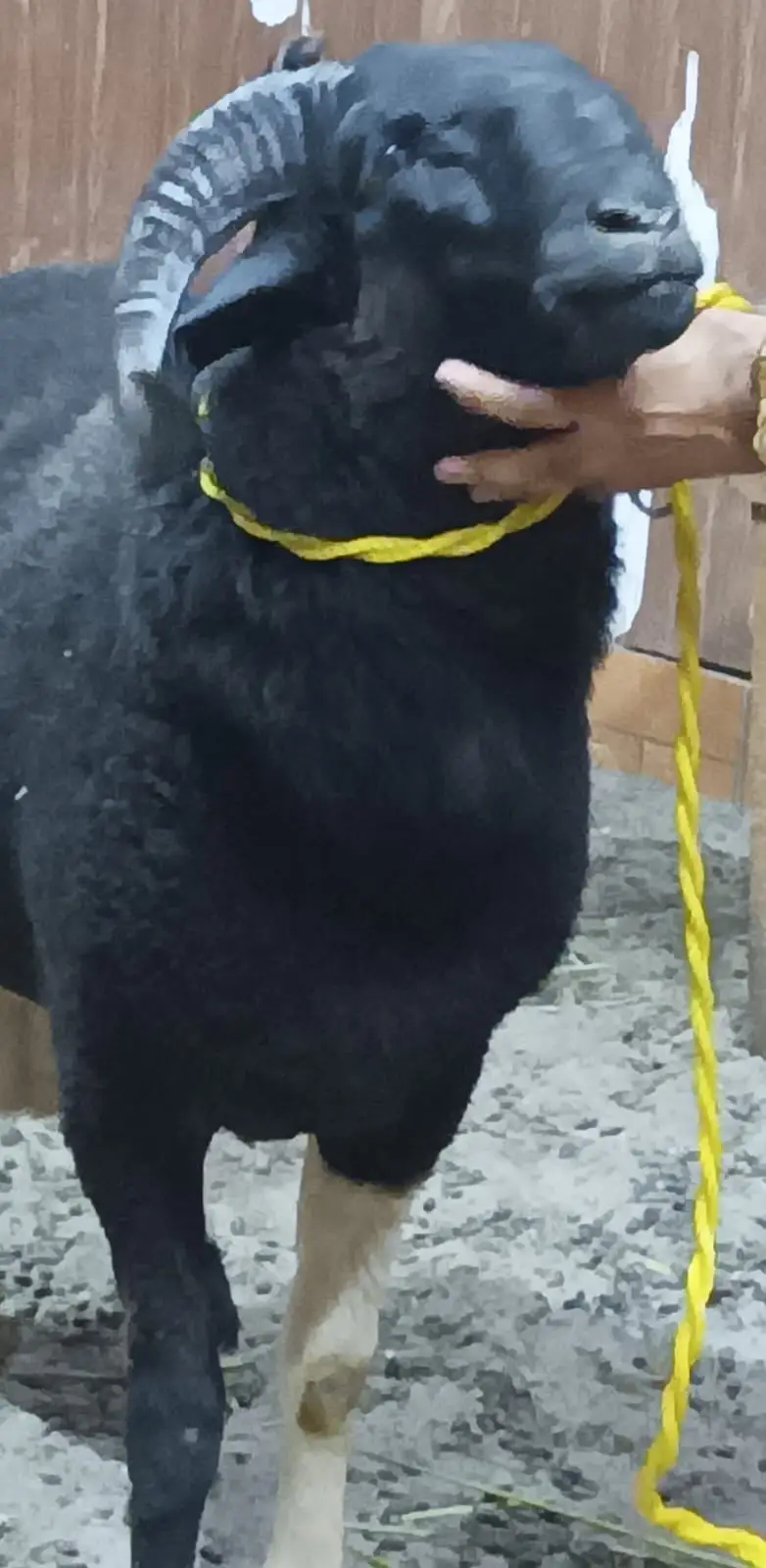 Sheeps | bakry | ablak chatry | goats | heavy weight sheeps — photo 4