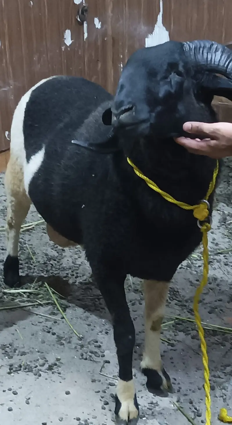 Sheeps | bakry | ablak chatry | goats | heavy weight sheeps — photo 5