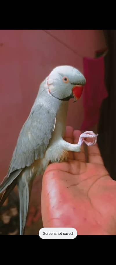 face to face talking parrot Male