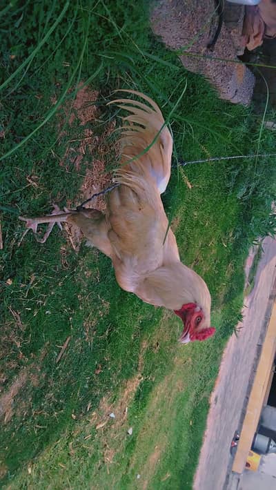 boska patha chutki par Laga Howa home breed for sale
