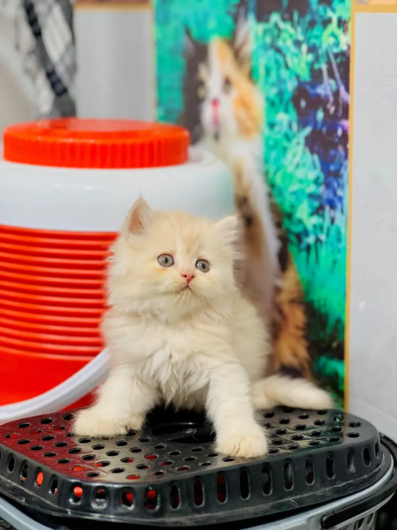 cash on delivery Persian Cats & Kittens Available — Healthy & Playful — photo 2