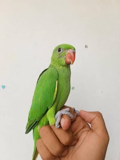 parrot