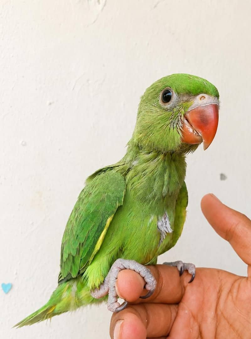 parrot 1