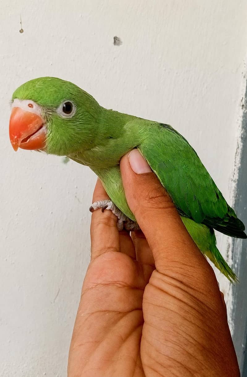 parrot 2