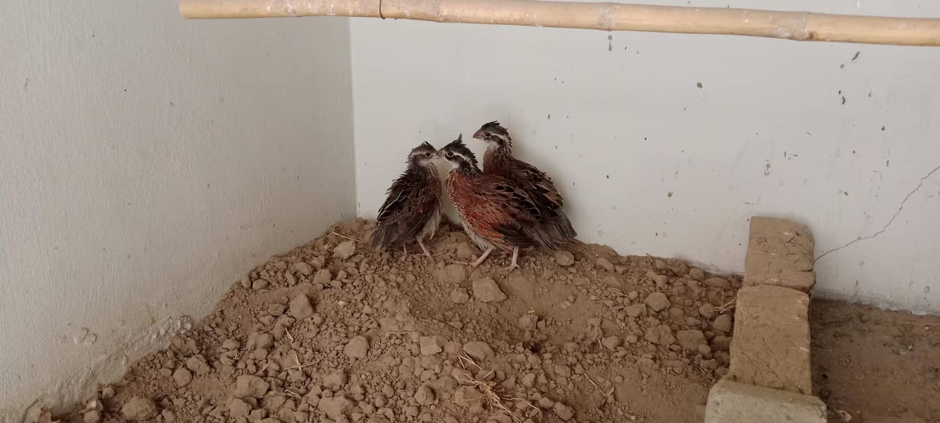 bobwhite Breader pair 0