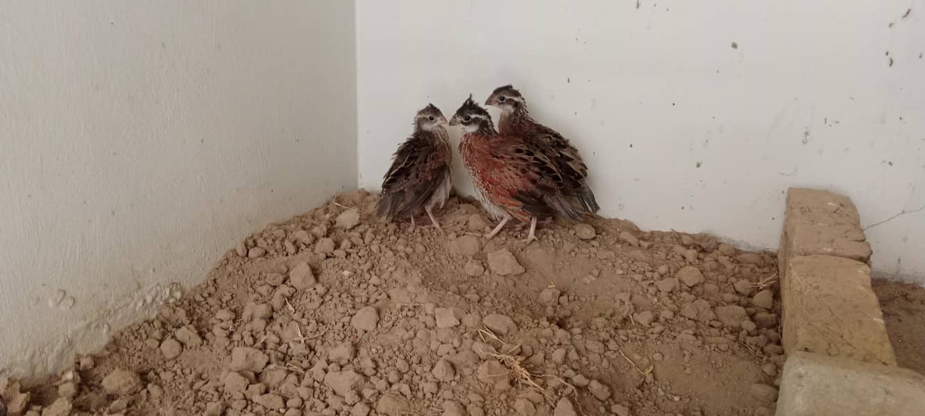 bobwhite Breader pair 1