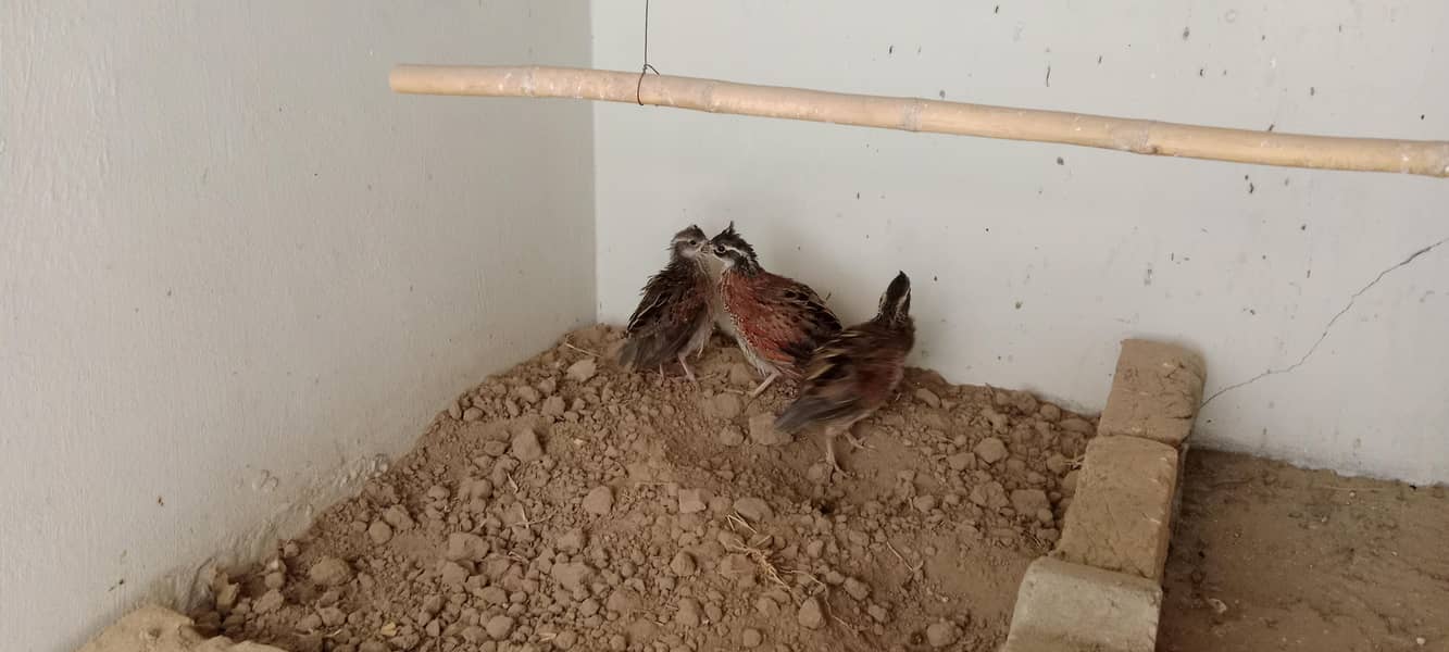bobwhite Breader pair 3