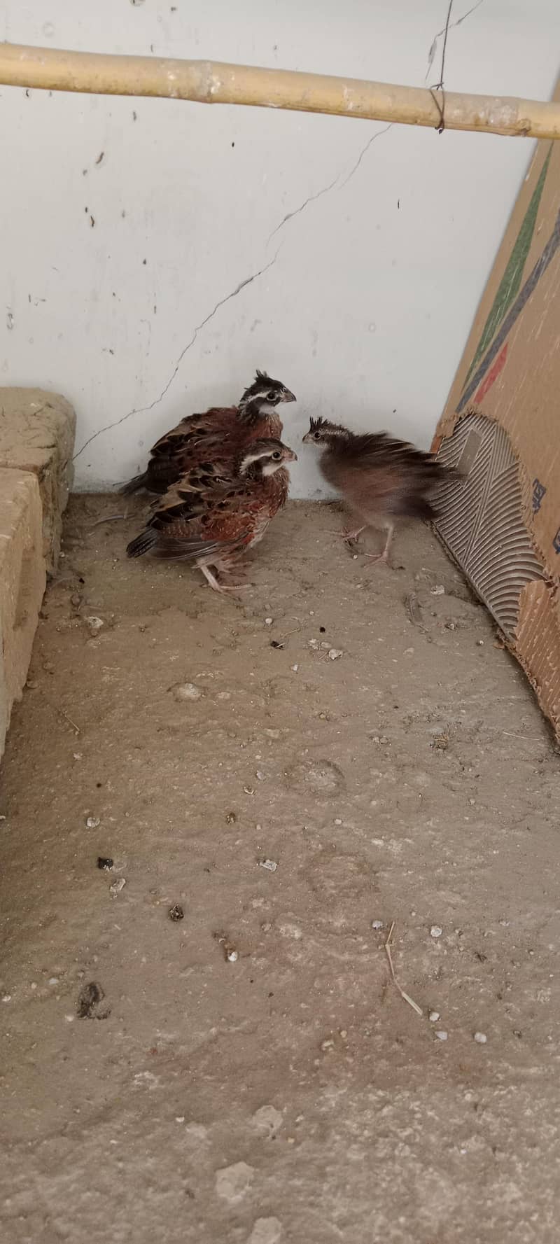 bobwhite Breader pair 4