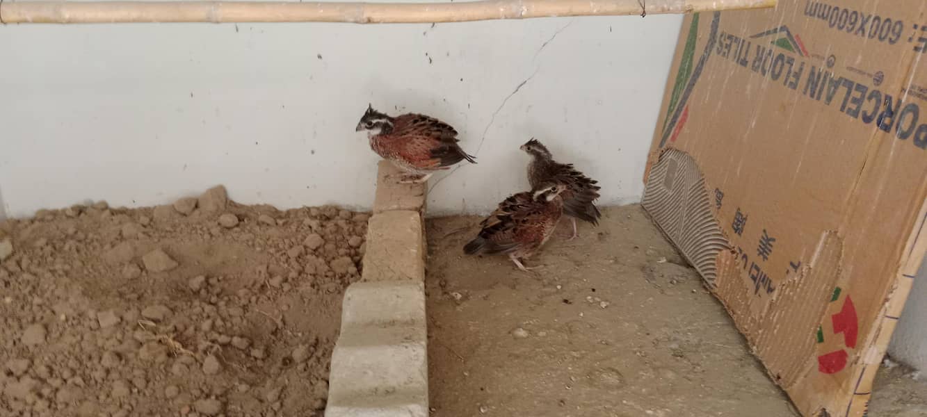 bobwhite Breader pair 5