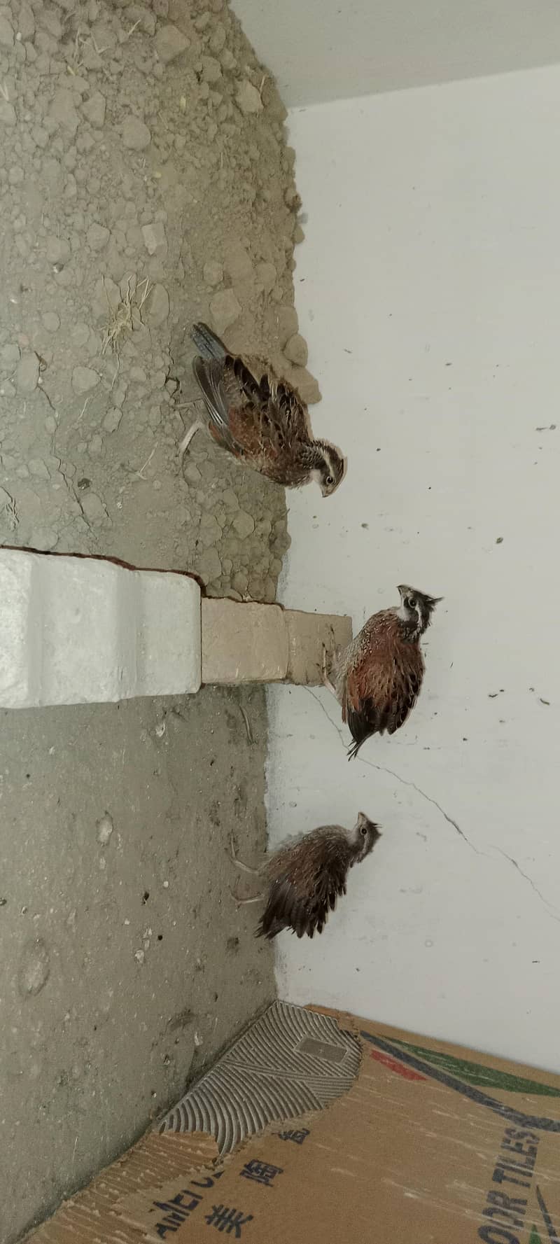 bobwhite Breader pair 6