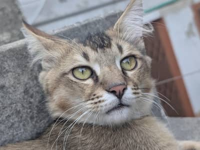Persian Male Cat