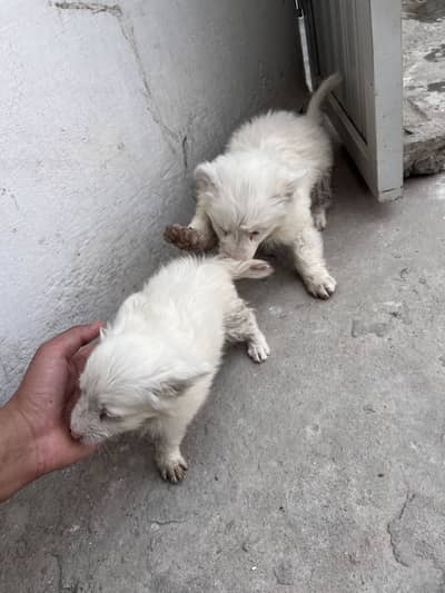 Pishta pups for sale 1.5 months age pure