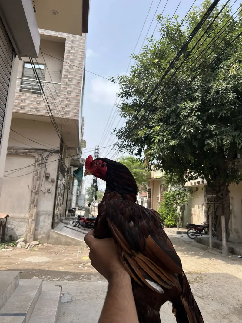 Shok wala parinda ha — photo 2