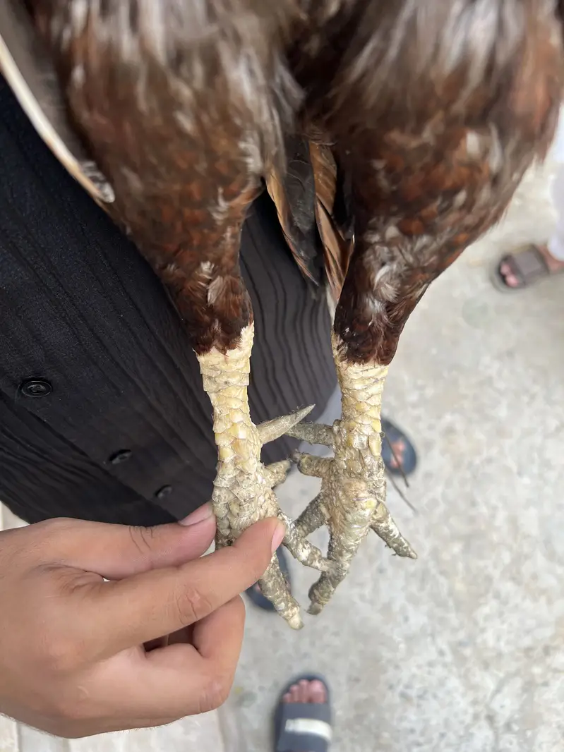 Shok wala parinda ha — photo 3