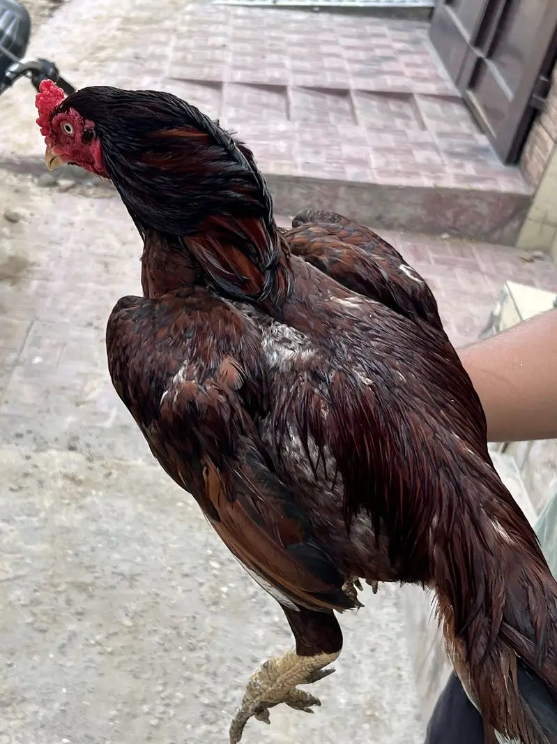 Shok wala parinda ha — photo 5