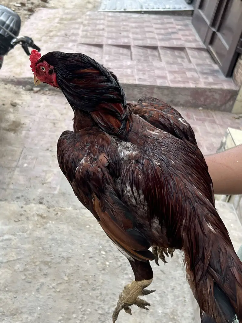 Shok wala parinda ha — photo 6