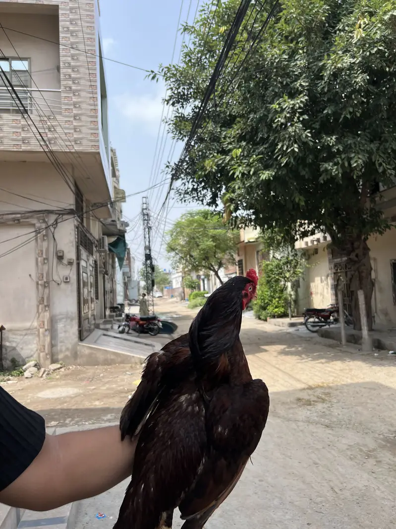 Shok wala parinda ha — photo 7
