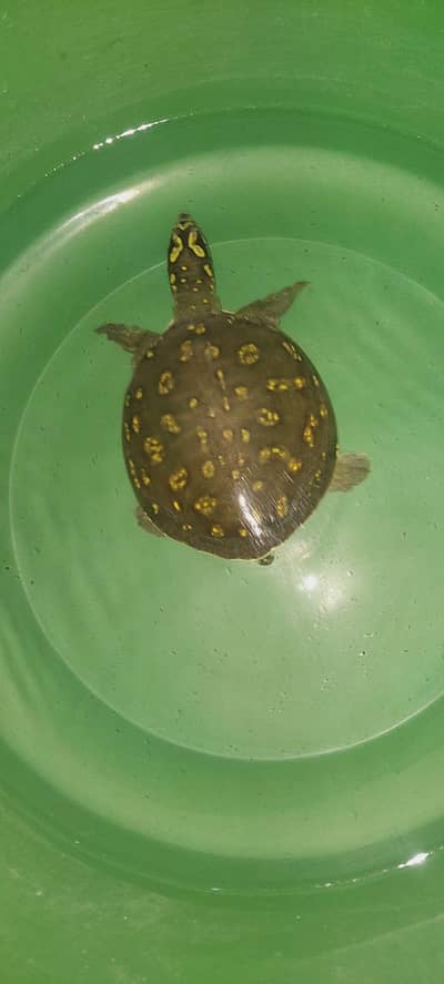 Turtle  for sale